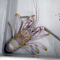 いすみ市の大原漁港で水揚げされた白い伊勢エビ。海の博物館で飼育観察されている＝８月２９日、勝浦市