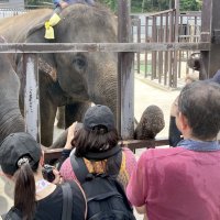 誕生日を祝う来園者とふれ合うりり香＝３日、市原ぞうの国