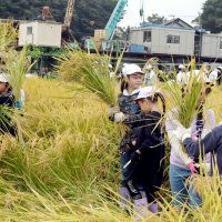 黄金色の実り、収穫に笑顔　全校児童が稲刈り　船橋・高根小