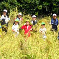協力して秋の実り実感　大多喜小学生と園児がコメ収穫