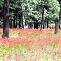 秋告げる深紅の絨毯　ヒガンバナ見頃　八千代・村上緑地公園