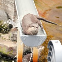 流れる姿、愛らしく　カワウソ「ツツジ」後継者に　市川市動植物園