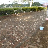 高滝湖のワカサギ　豊漁へ期待大　１１日の解禁前に調査　猛暑心配も昨年比１０倍　市原