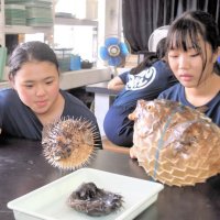 稚魚や稚貝の栽培学習　御宿中が海洋教育体験　波しぶき浴びボート乗船も