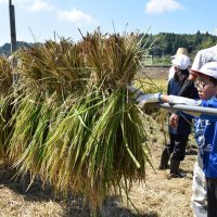 育てた古代米収穫　長南小　立派に成長、太巻きずしに