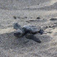 ふ化したばかりの子ガメ

