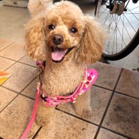 飼い主との信頼関係　互いを気遣い散歩を　堀田素愛　【わんこのわ】（５２）