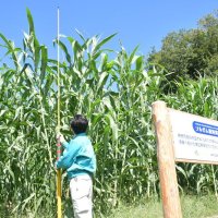 地産地消ＳＡＦ実現へ　原料栽培の田畑公開　ＮＡＡが実証実験、将来性模索　ちばぎん総研や大学と協力