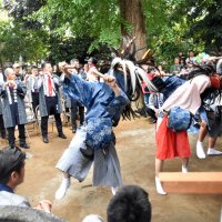 三匹獅子舞、豊穣願う　笛の音合わせ勇壮に　松戸・上本郷地区