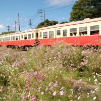 車窓から色とりどりのコスモスを楽しむ小湊鉄道の乗客＝１７日、市原市西広