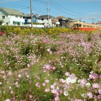 コスモス彩る小湊鉄道沿線　市原・西広　松井さん植栽、住民ら魅了