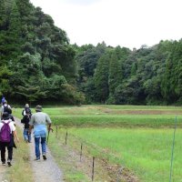 新たに完成した「こもれびの道」は水田地帯を通る
