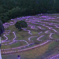 淡い光に彩られた大山千枚田の棚田＝２５日、鴨川市