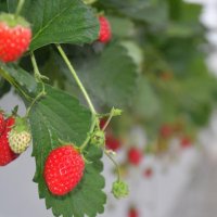 ７月以降の暑い時期に栽培されたイチゴ
