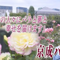 コロナ禍で休園…　京成バラ園復活へスタッフたちの挑戦　気になるあの記事を「ツイセキ！！」　千葉日報×Ｊ：ＣＯＭコラボ第２６弾