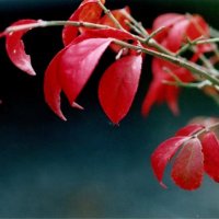 ニシキギ　名の通り美しい紅葉　川名興　【房総の草木虫魚】（４５５）