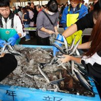 キンメや生マグロに行列　銚子漁港、水産まつり盛況