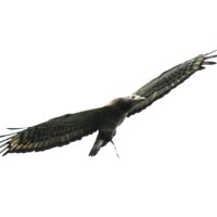 ハチクマ　房総丘陵で繁殖確認　成田篤彦　【房総の草木虫魚】（４５６）