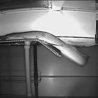 【動画あり】ウナギ、陸でも狩り！　「ウナギならやりかねない」→実験観察で世界初確認　全１０匹が登って虫捕食　柏の東大研究所　脇谷さんらグループ