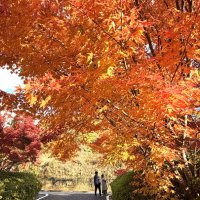のどかな里山、紅葉華やかに　富津「もみじロード」　２３、２４、２９、３０日「山中もみじまつり」