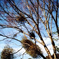ヤドリギ＝２０１１年１月１日、木更津市矢那（川名興撮影）
