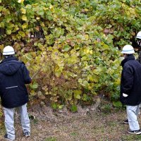 浦安イノシシ本格捜索　市と署７時間活動も姿なく