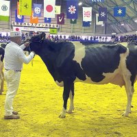 千葉県勢３０年ぶり優等賞１席　酪農発祥の地　鴨川・糟谷さん飼育「ルエラ」号　乳牛オリンピック