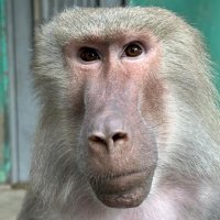 マントヒヒの「クレオ」（日本モンキーセンター提供）