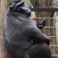 さよなら「ジョニー」　１７歳クロザル天国へ　千葉市動物公園