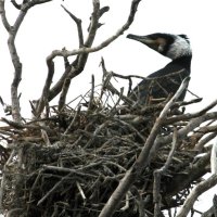 行徳湿地に生息しているカワウ
