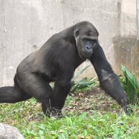 はじめまして、「モモカ」です。　新たなニシゴリラ展示始まる　上野から千葉市動物公園に
