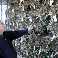 品種開発携わる唯一の専門施設　遺伝資源保存、技術改良も　県落花生研究室　【落花生今昔物語　千葉で芽吹き１５０年】