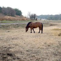 休耕地の草を食べる「ひーちゃん」。除草作業にもなり「ひーちゃん」の大切なお仕事でもある