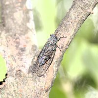 ニホンマムシ　良好な自然環境の指標種　成田篤彦　【房総の草木虫魚】（４６０）