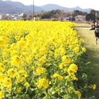 一足早い春の訪れ　菜の花４００万本、夜間ライトアップも　鴨川「菜な畑ロード」
