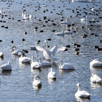 越冬ハクチョウ続々　東庄　飛来ピークは１月中