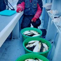 鹿島沖で釣り上げたショウサイフグ（写真は「幸栄丸」提供）
