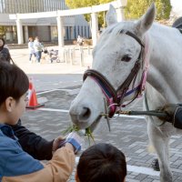 お馬さんと触れ合い交流　「和」の祭り盛況　市原