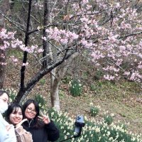 佐久間ダム公園の頼朝桜とスイセンを背景に写真を撮影する女性たち＝２０日、鋸南町