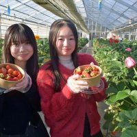 新感覚のイチゴ狩りを　八千代・京成バラ園　「オズ」テーマに温室装飾　新趣向、体験型スイーツも