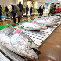 初物マグロずらり　新春の銚子漁港に活気