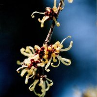 マンサクの花＝２００７年２月１９日、千葉市（初芝清氏撮影）
