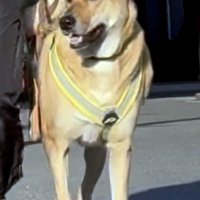 人間の受け止め方　犬の体格ひとつで変化　堀田素愛　【わんこのわ】（５４）