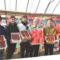 完熟イチゴご賞味を　甘くジューシーな仕上がり　船橋　若手生産者アピール