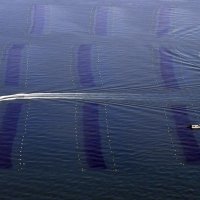 瀬戸内海での養殖ノリの収穫作業＝２０２２年１月、兵庫県明石市沖（共同）
