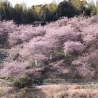 山肌に春の彩り　いすみ「布施千本桜まつり」