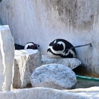 ペンギンも転園が予定されている
