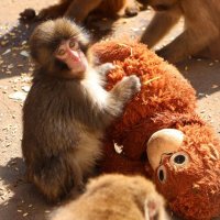 「母親」はオランウータンのぬいぐるみ　しがみついたり、隠れたり…　人工保育のサル「パンチ」が話題　市川市動植物園