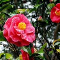 大ぶりの花が特徴のツバキ「明石潟」＝大島町元町の椿花ガーデン