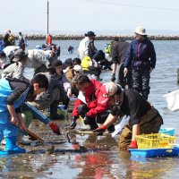 ザクザク大粒アサリ　富津、潮干狩り場オープン